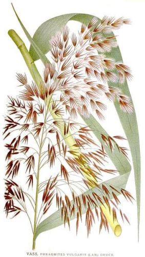 Reed - Phragmites communis - тростник обыкновенный